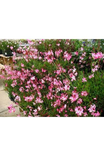 Гаура Ліндхеймера в саду природного стилю